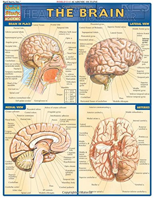 Brain (Quick Study Academic)