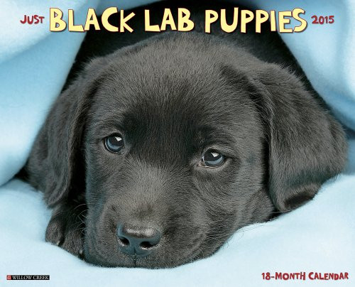 Just Black Lab Puppies 2015 Wall Calendar