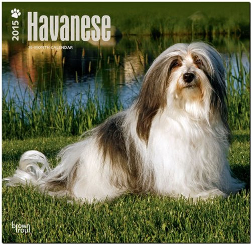 Havanese 2015 Square 12x12