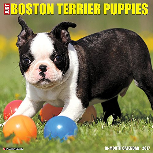 Just Boston Terrier Puppies 2017 Wall Calendar (Dog Breed Calendars)