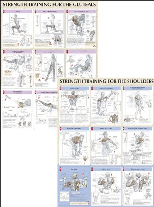 Strength Training Anatomy Poster Series