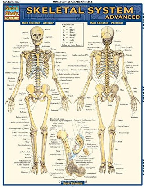 Skeletal System: Advanced (Quick Study Academic)