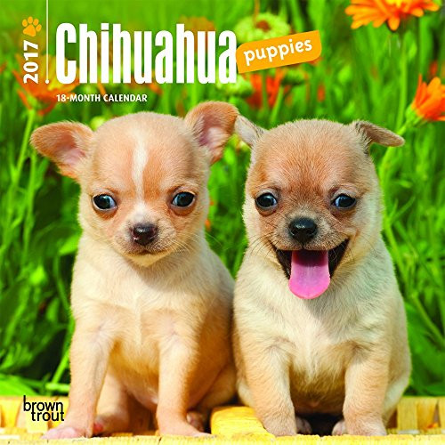 Chihuahua Puppies 2017 Mini 7x7 (Multilingual Edition)