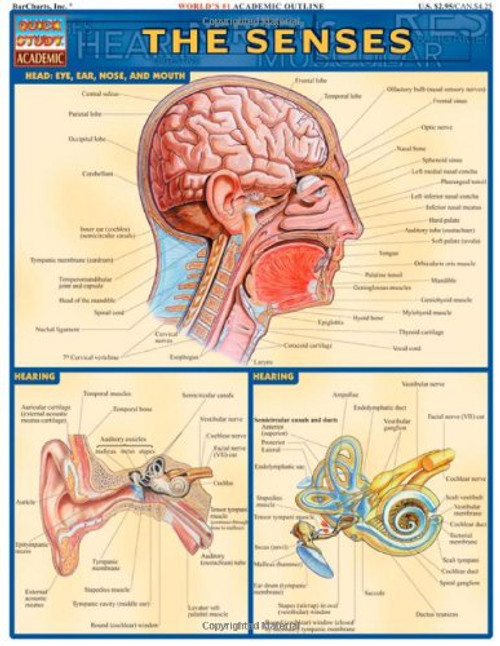 Senses (Qucik Study Academic)