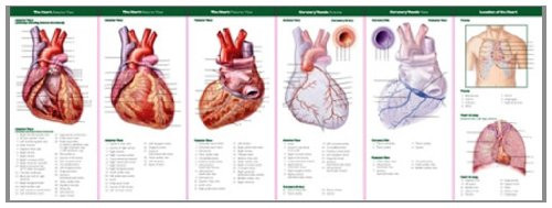 Anatomical Chart Company's Illustrated Pocket Anatomy: Anatomy of The Heart Study Guide