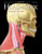 Structures of the Head and Neck