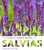 The Plant Lover's Guide to Salvias (The Plant Lovers Guides)