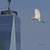 Birding at the Bridge: In Search of Every Bird on the Brooklyn Waterfront