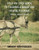 Step By Step Guide To Training A Miniature Horse To Drive: Second Edition