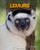 Lemurs (Living in the Wild: Primates)