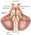 Anatomic Basis of Neurologic Diagnosis