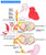 Anatomic Basis of Neurologic Diagnosis