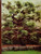 Pruning and grafting (The Time-Life encyclopedia of gardening)