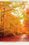 Lonely Planet New England Fall Foliage Road Trips (Travel Guide)