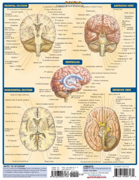 Brain (Quick Study Academic)