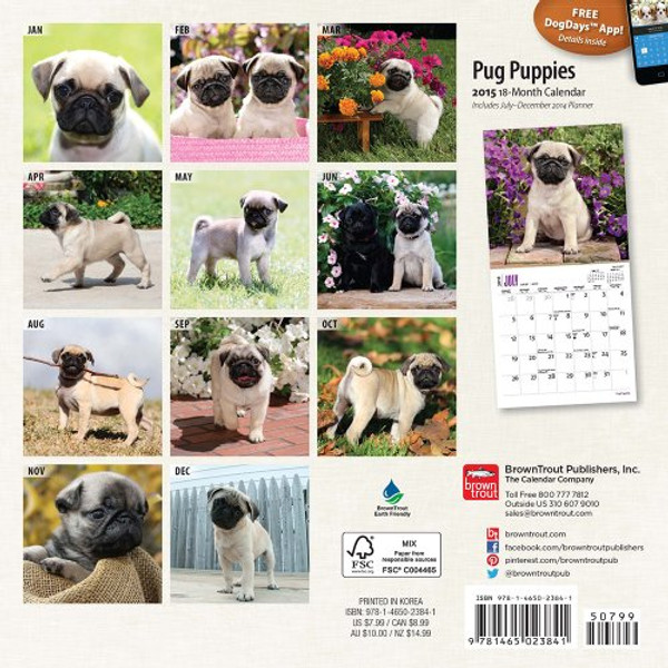 Pug Puppies 2015 Mini 7x7