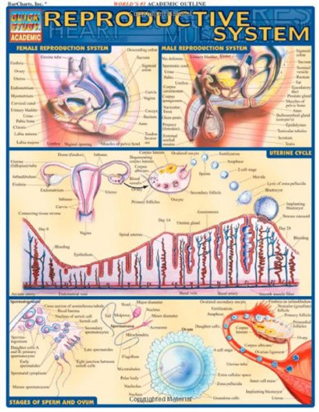 Reproductive System (Quick Study Academic)
