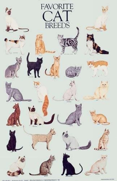 Favorite Cat Breeds Poster (Dover Posters)