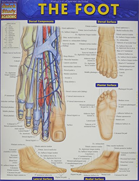 The Foot (Quick Study Academic)