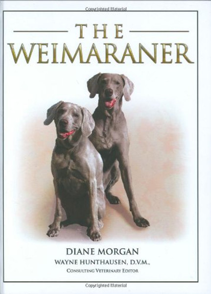 Weimaraner