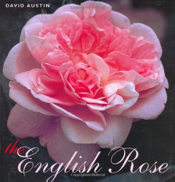 English Rose