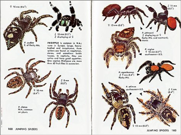 Spiders and Their Kin: A Fully Illustrated, Authoritative and Easy-to-Use Guide (A Golden Guide from St. Martin's Press)