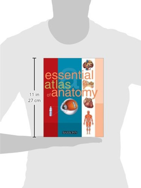 Essential Atlas of Anatomy (Essential Atlas Series)