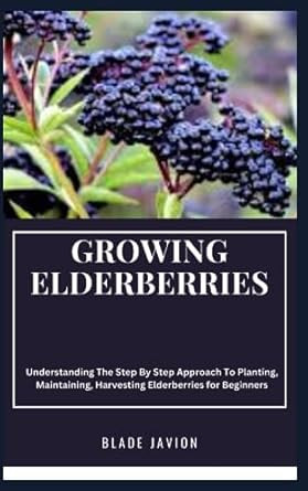 Growing Elderberries