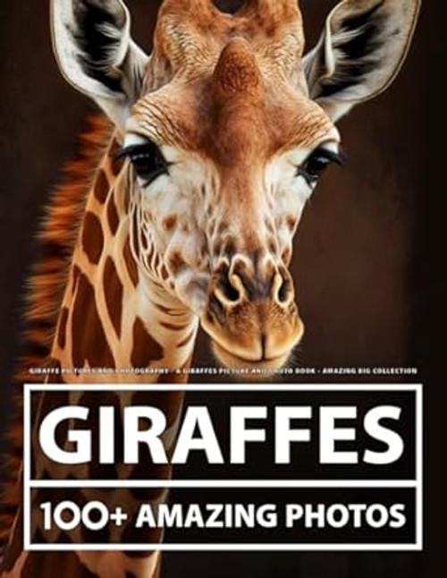 Giraffe Pictures and Photography A Giraffes Picture and