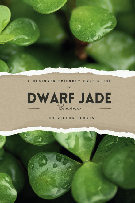 A Beginner Friendly Care Guide to Dwarf Jade Bonsai