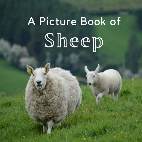 A Picture Book of Sheep: A Beautiful No Text Picture Book for Seniors