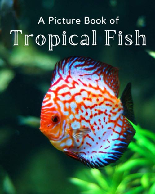 A Picture Book of Tropical Fish: A Beautiful Picture Book for Seniors