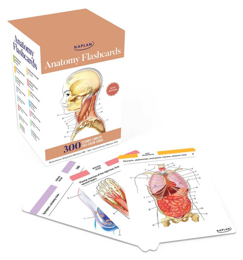 Anatomy Flashcards: 300 Flashcards with Anatomically Precise Drawings and