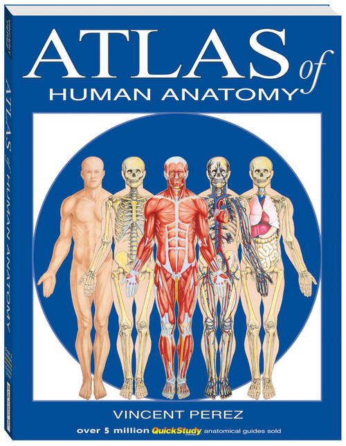 Atlas of the Human Anatomy: a QuickStudy Reference