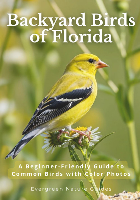 Backyard Birds of Florida: A Beginner-Friendly Guide to Common Birds with
