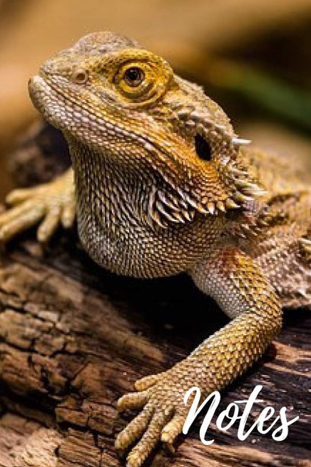 Bearded Dragon Notebook: unique bearded dragons gift for animal and
