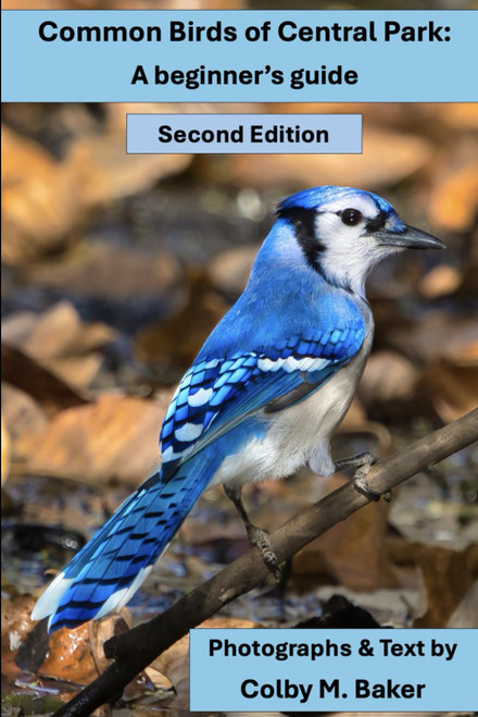 Common Birds of Central Park: A beginner's guide