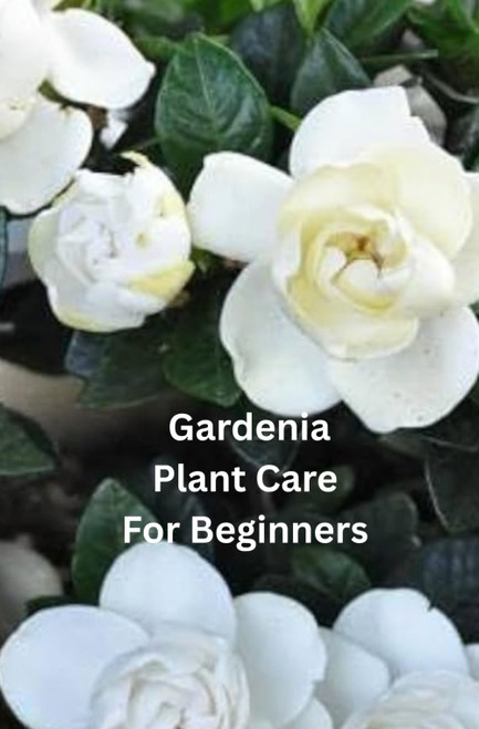 Gardenia Plant Care for Beginners