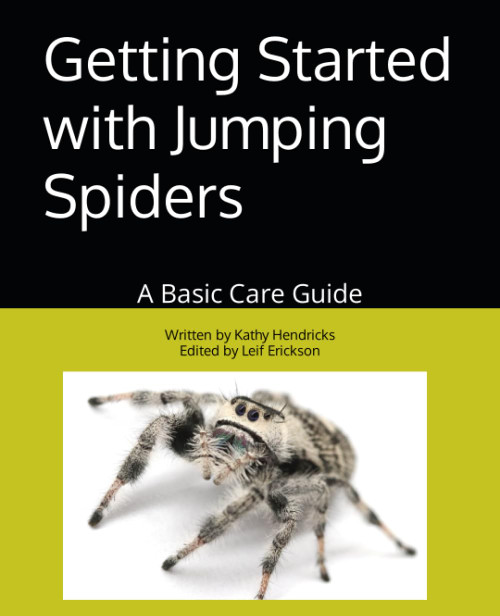 Getting Started with Jumping Spiders: A Basic Care Guide
