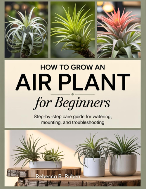 HOW TO GROW AN AIR PLANT FOR BEGINNERS