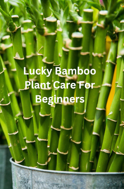 Lucky Bamboo Plant Care For Beginners