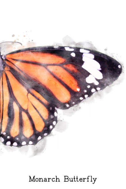 Monarch Butterfly: Notebook, 120 blank lined pages, 6 by 9
