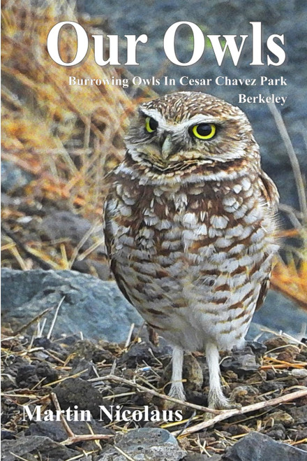 Our Owls: Burrowing Owls in Cesar Chavez Park, Berkeley