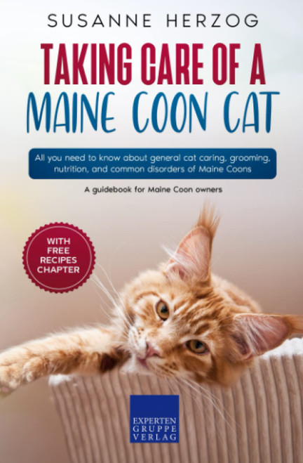 Taking care of a Maine Coon Cat: All you need to know about general cat