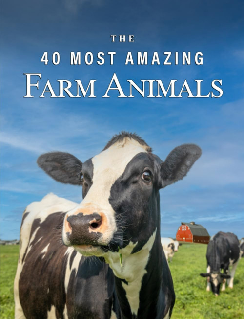 The 40 Most Amazing Farm Animals