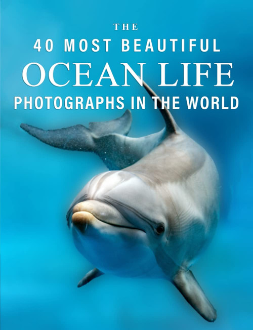 The 40 Most Beautiful Ocean Life Photographs in the World