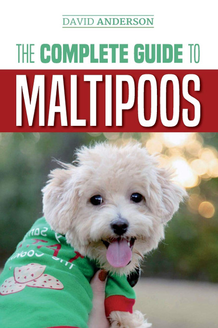 The Complete Guide to Maltipoos: Everything you need to know before