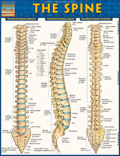 The Spine (Quick Study Academic)