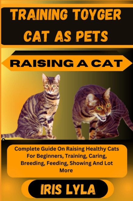 TRAINING TOYGER CAT AS PETS RAISING A CAT