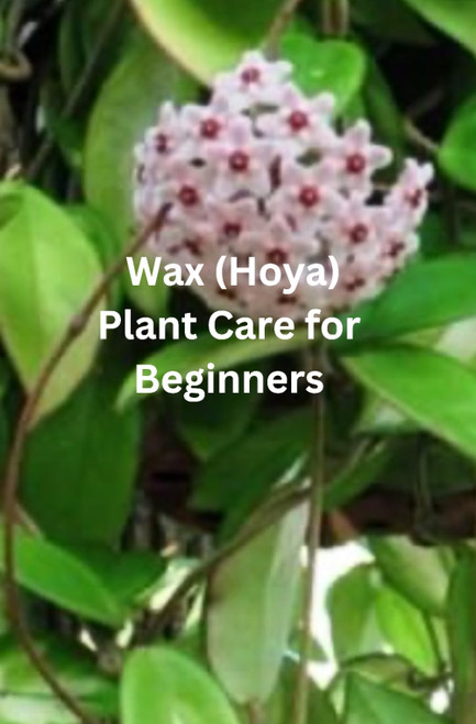 Wax (Hoya) Plant Care For Beginners: A Beginner's Guide to Growing Happy